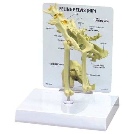 GPI ANATOMICAL Anatomical Model - Feline Hip 9160